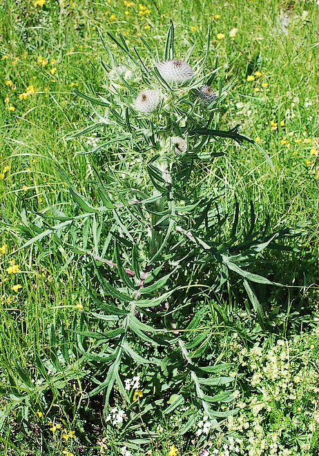 Flore sauvage en Suisse (et Jardins botaniques): juillet 2016