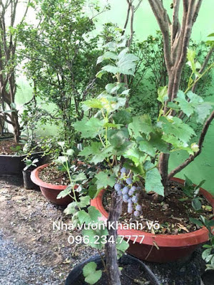 Các loại giống cây ăn quả trồng tại nhà - Nhà vườn Khánh Võ NHO%2BLEO%2BKV