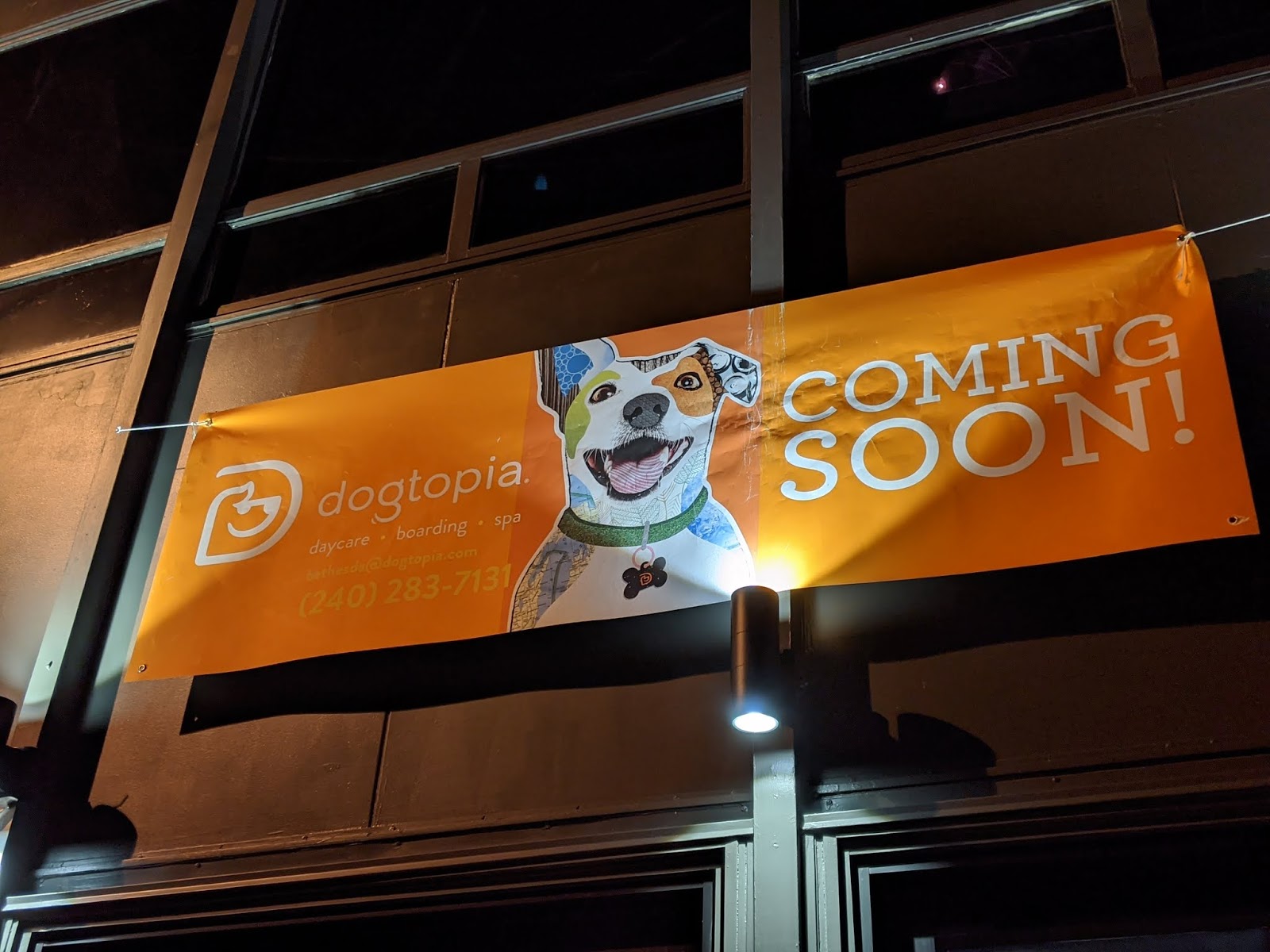 dog daycare downtown