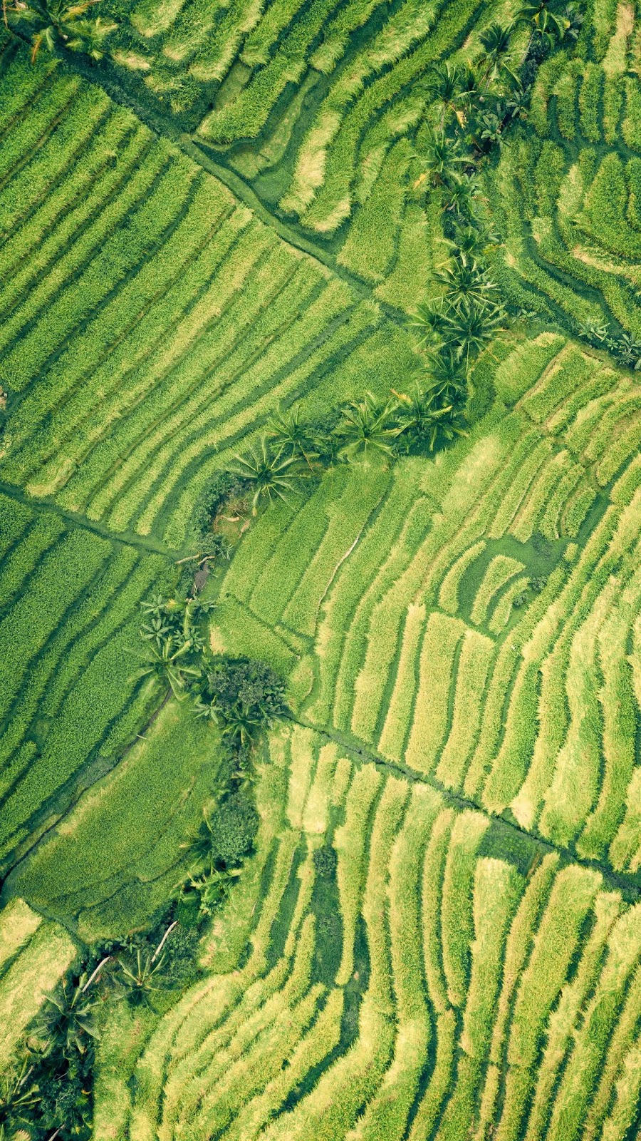 Green Fields iPhone 6s Wallpaper