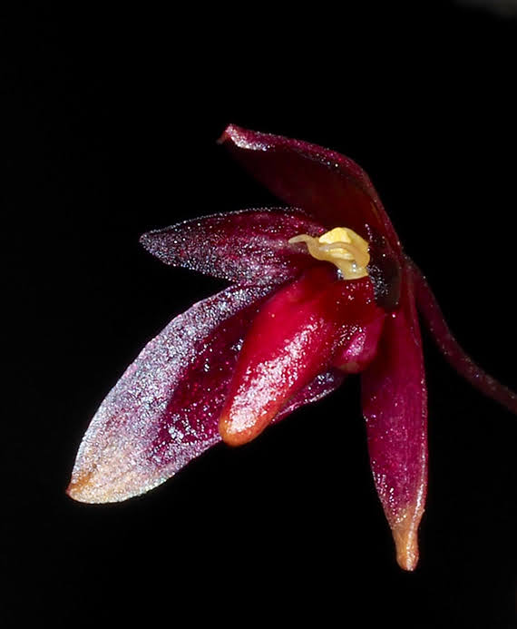 Bulbophyllum bakoense