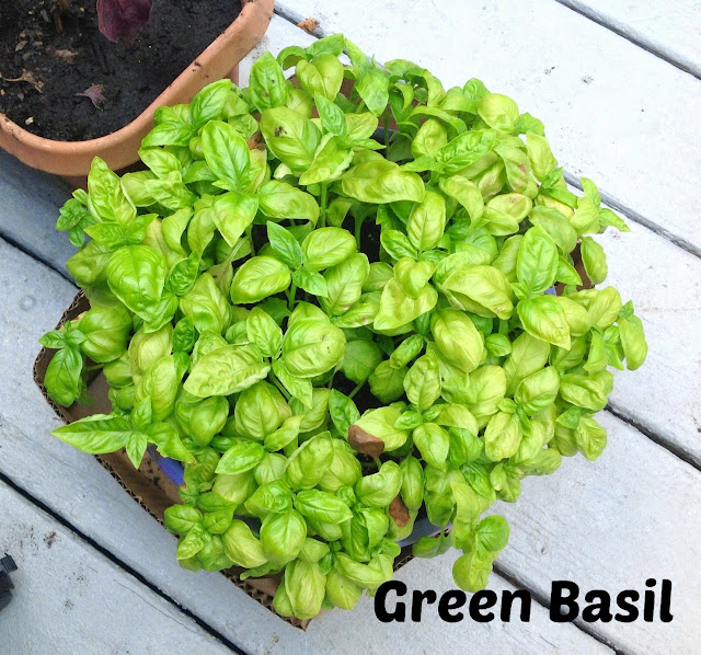 fresh green basil plant