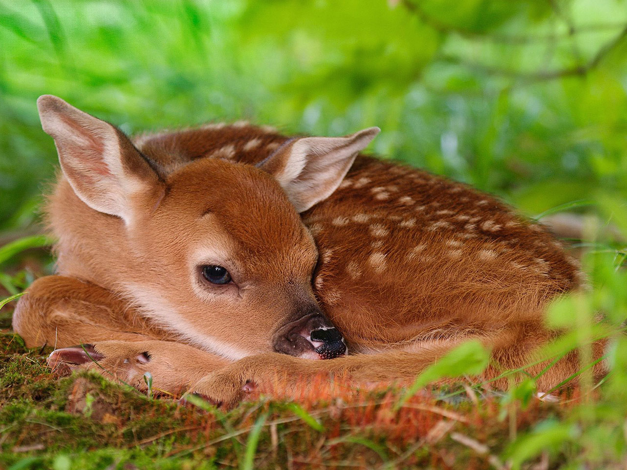 http://1.bp.blogspot.com/-FY2b0C67_P0/Ti6vjezjfEI/AAAAAAAAIYs/_KciHfmgsWE/s1600/Young_Deer%25252C_Fawn.jpg