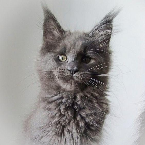 Are Maine Coons active?