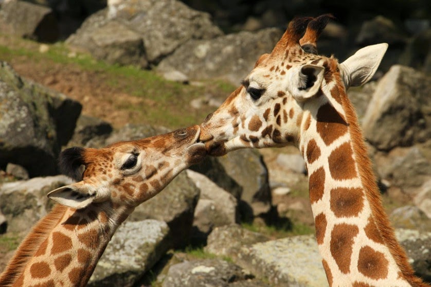 Animais se beijando: O reino animal é realmente adorável