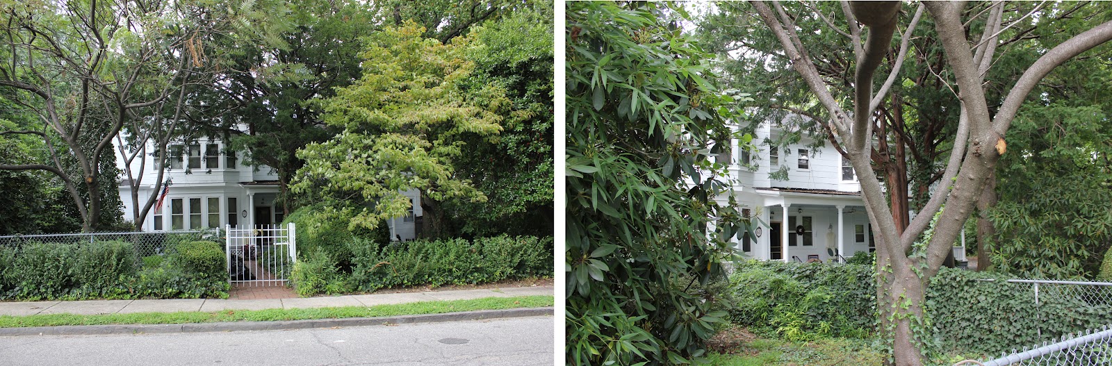 APE SHALL NOT KILL APE Doctor Elliott's Amazing House Delafield Place