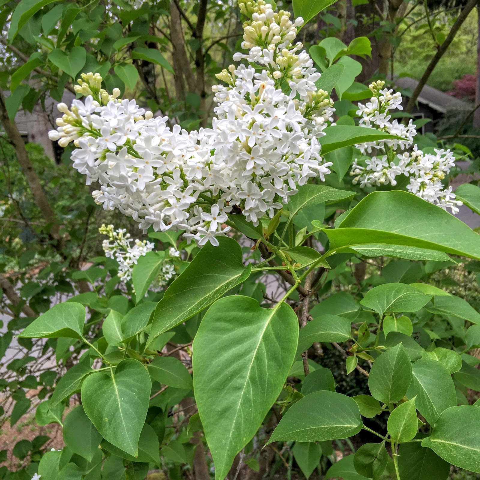 Shoreline Area News In the Garden Now Common Lilac