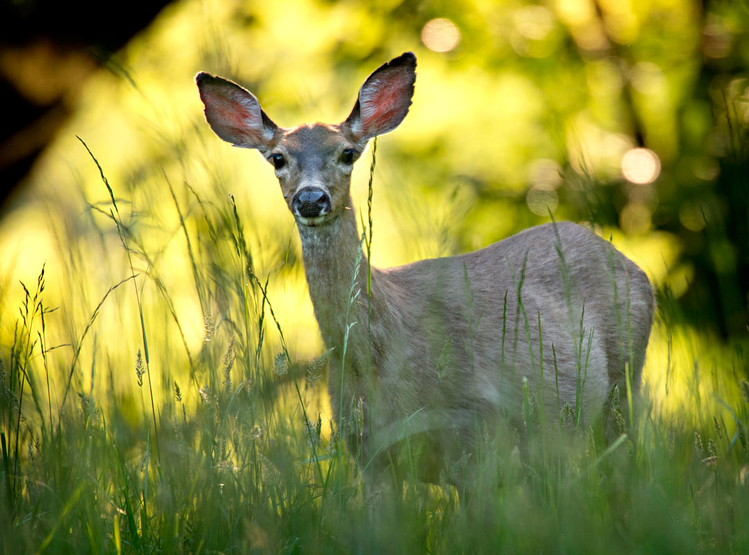 Robin Loznak Photography Doe a deer