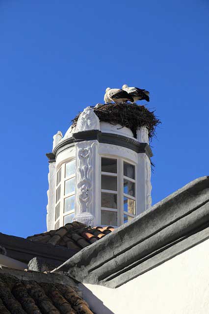 Storks leave their nests for North Africa in summer.