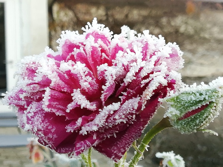 Ein winterlicher Garten Winterzauber Gärten bei Frost