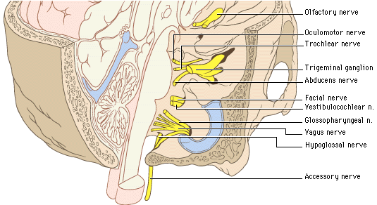 Notez On Nursing....: Cranial Nerve IV - Trochlear Nerve Review.....