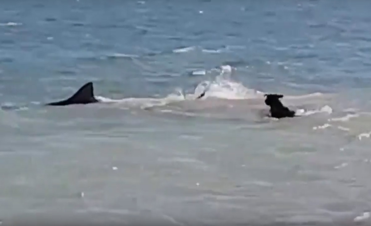World Sharks News VIDEO Dog Vs Huge Tiger Shark