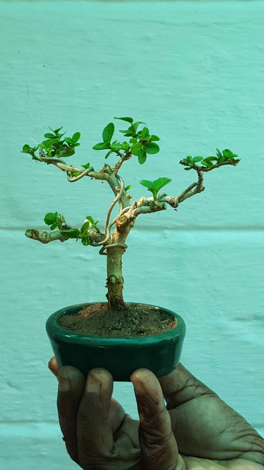 Bodhi Bonsai, Chennai, India