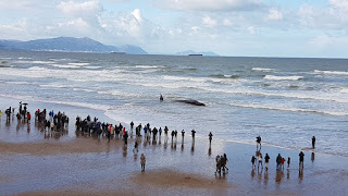 Ballena muerta en Sopelana (Sopela)