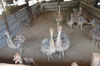 Suara Ketam: Burung Unta Pun Tahu Ajuk Orang!