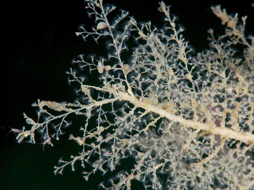 Aqua Action Blog Things that Sting and How to Avoid Them Part 1