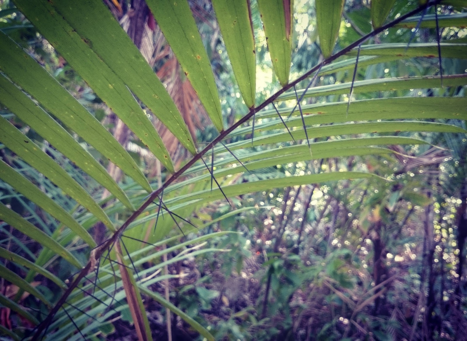 Follow The Sun Reisebericht Costa Rica Teil 4 Manuel Antonio