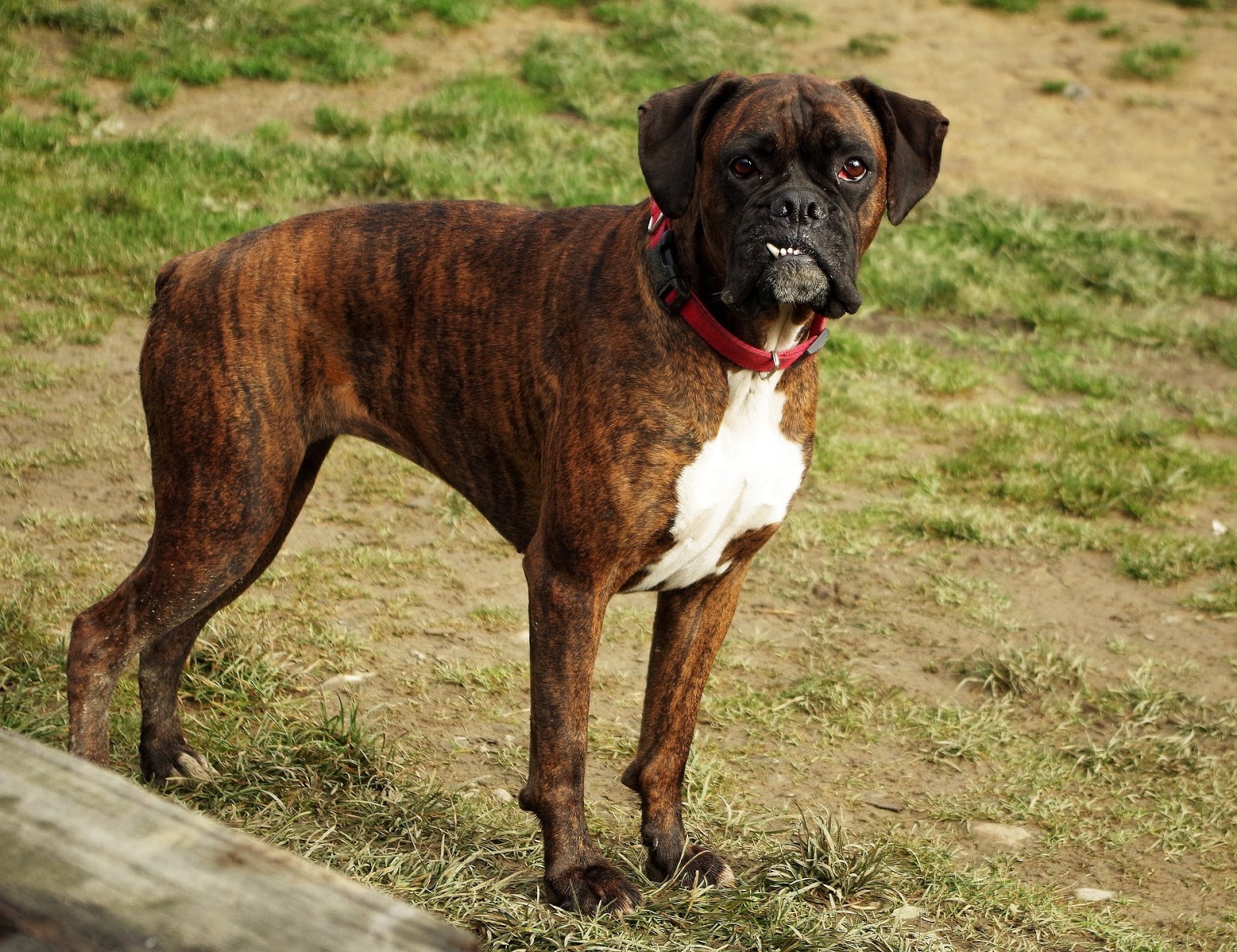 boxer dog breed boxer dog breed