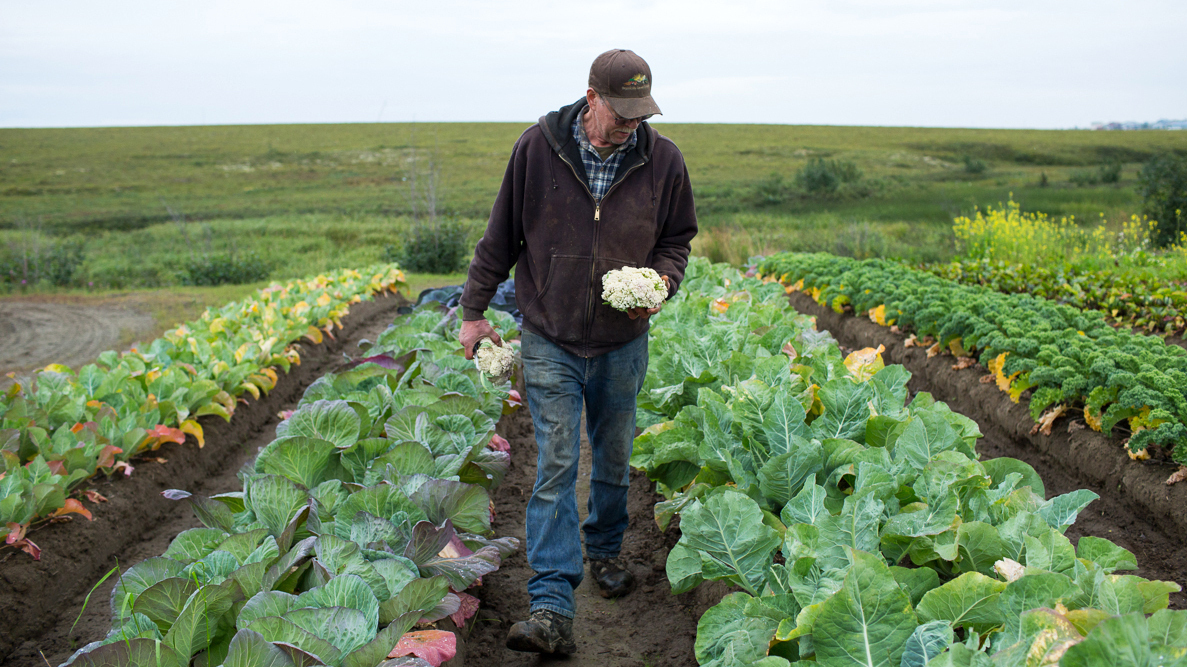 Vegetables Farm Workers Needed In Canada APPLY HOLARNS