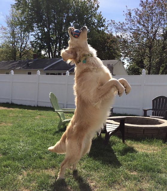 Golden Retriever dog catching a ball #mondaymischief