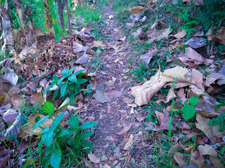 Agricultural Area Pathway With Autumn Leaves Wild Plants At The Village Ringdikit North Bali Indonesia
