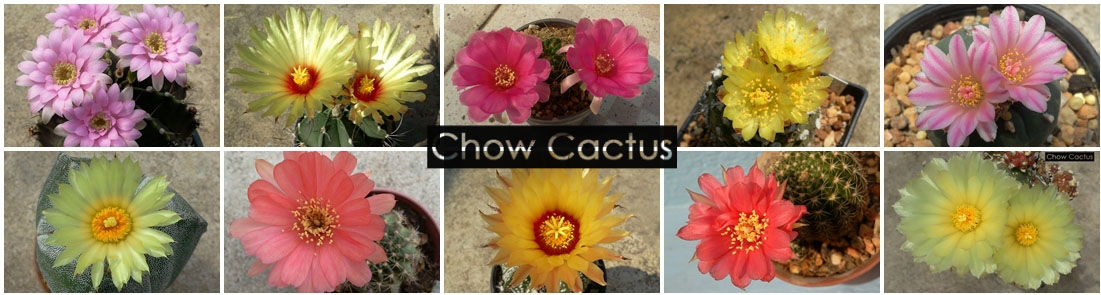 Chow Cactus