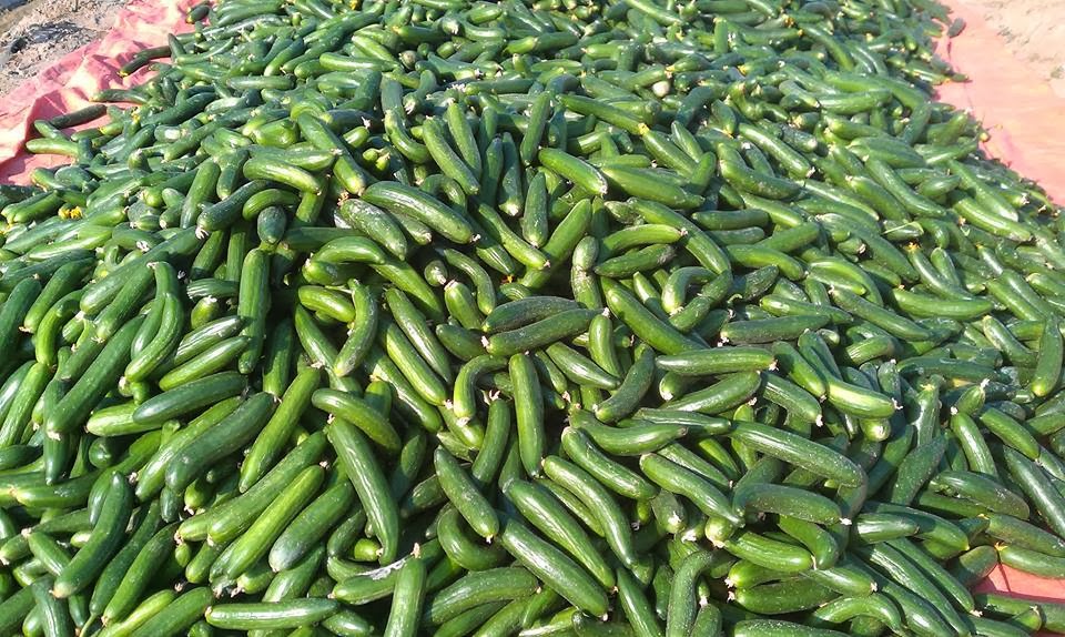 Fresh Vegetables (Cucumber) from Punjab, Pakistan