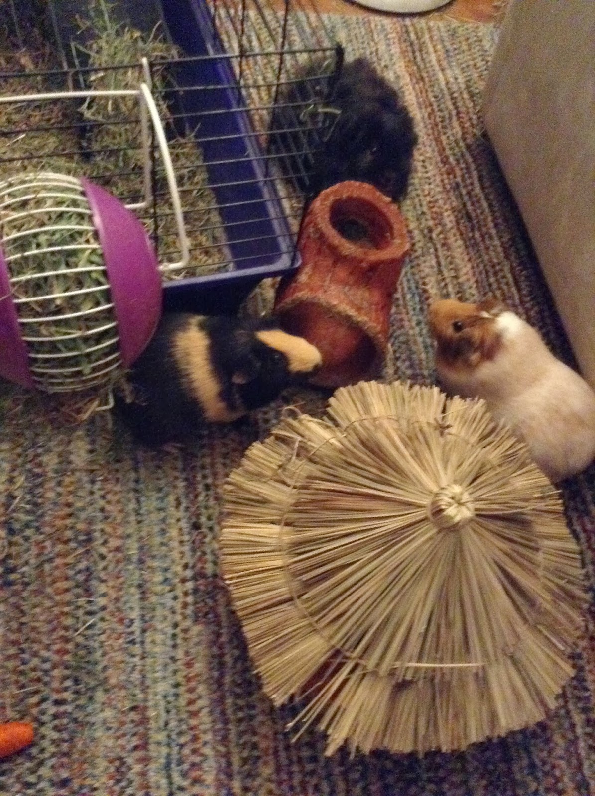 Cavy Savvy A Guinea Pig Blog Are Christmas Trees Safe for Guinea Pigs?