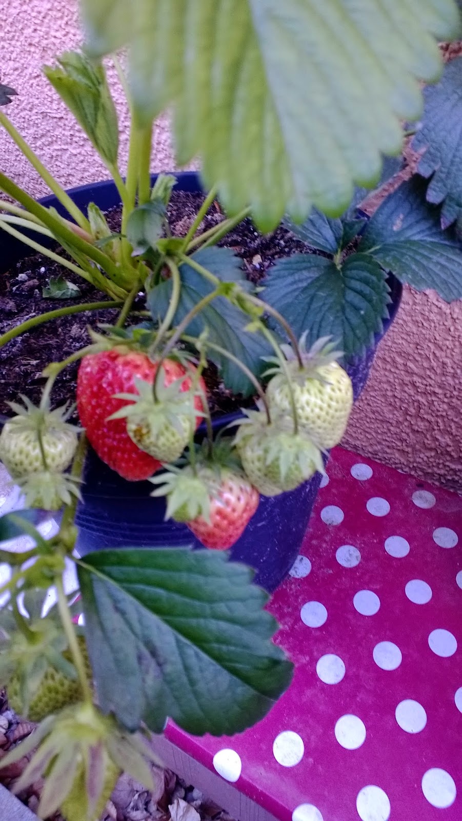 Erdbeeren | Butternapf