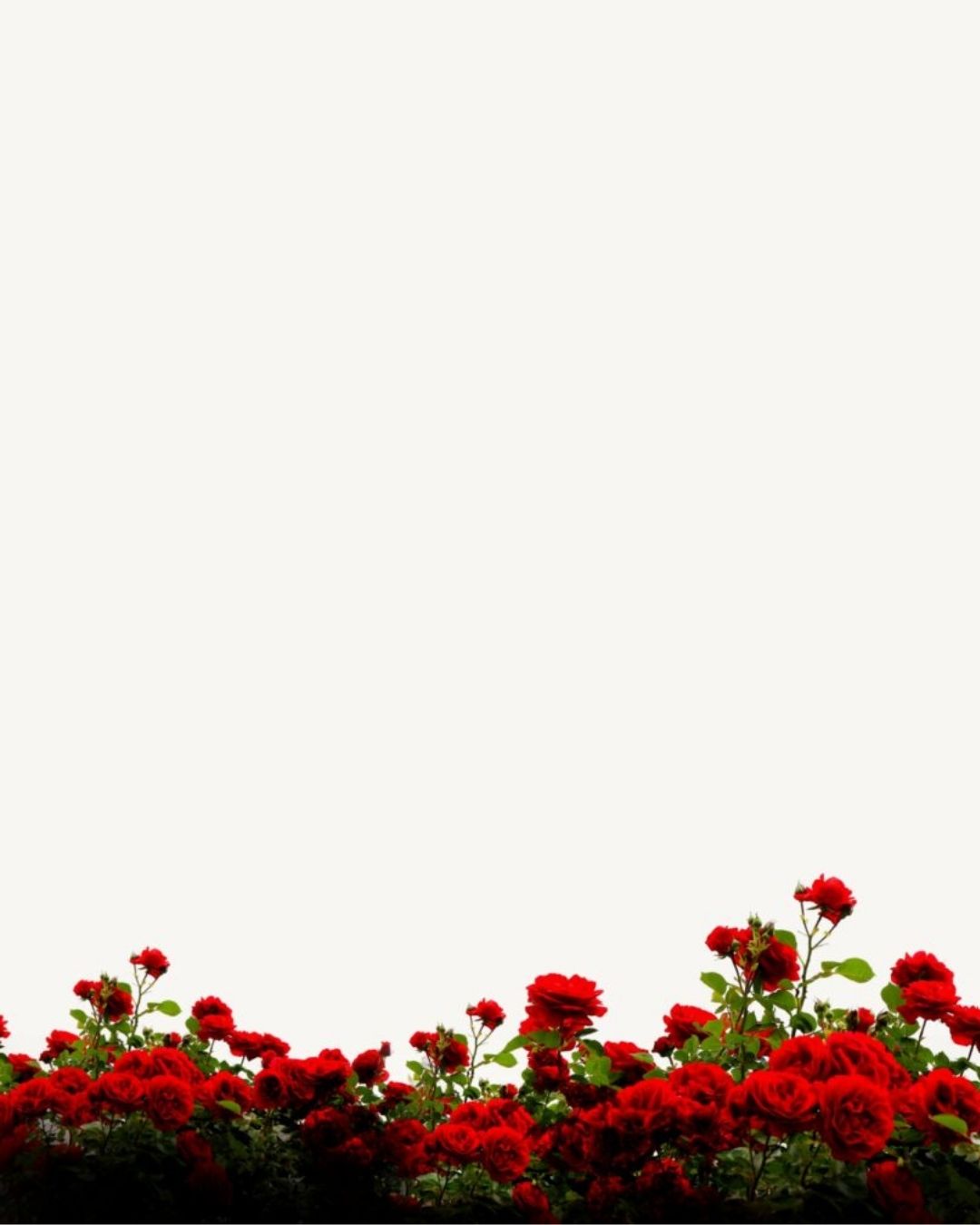 Valentines day hd background png download 2021, Picsart valentine day editing  background png free - LEARNINGWITHSR