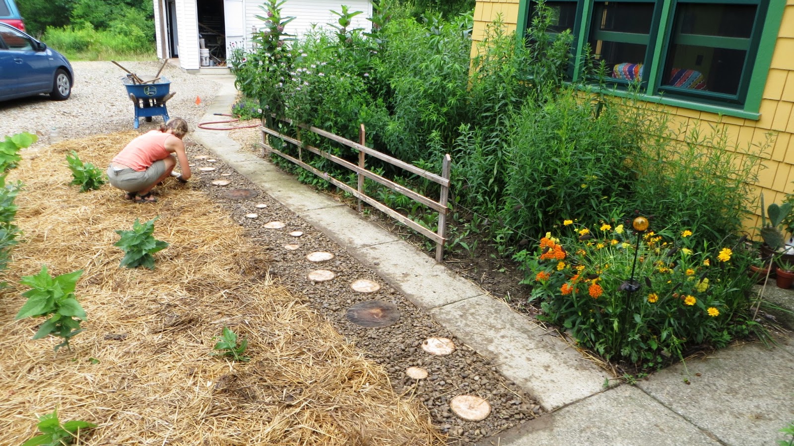 the common milkweed Tree Cookie Path and ScrapWood Fence