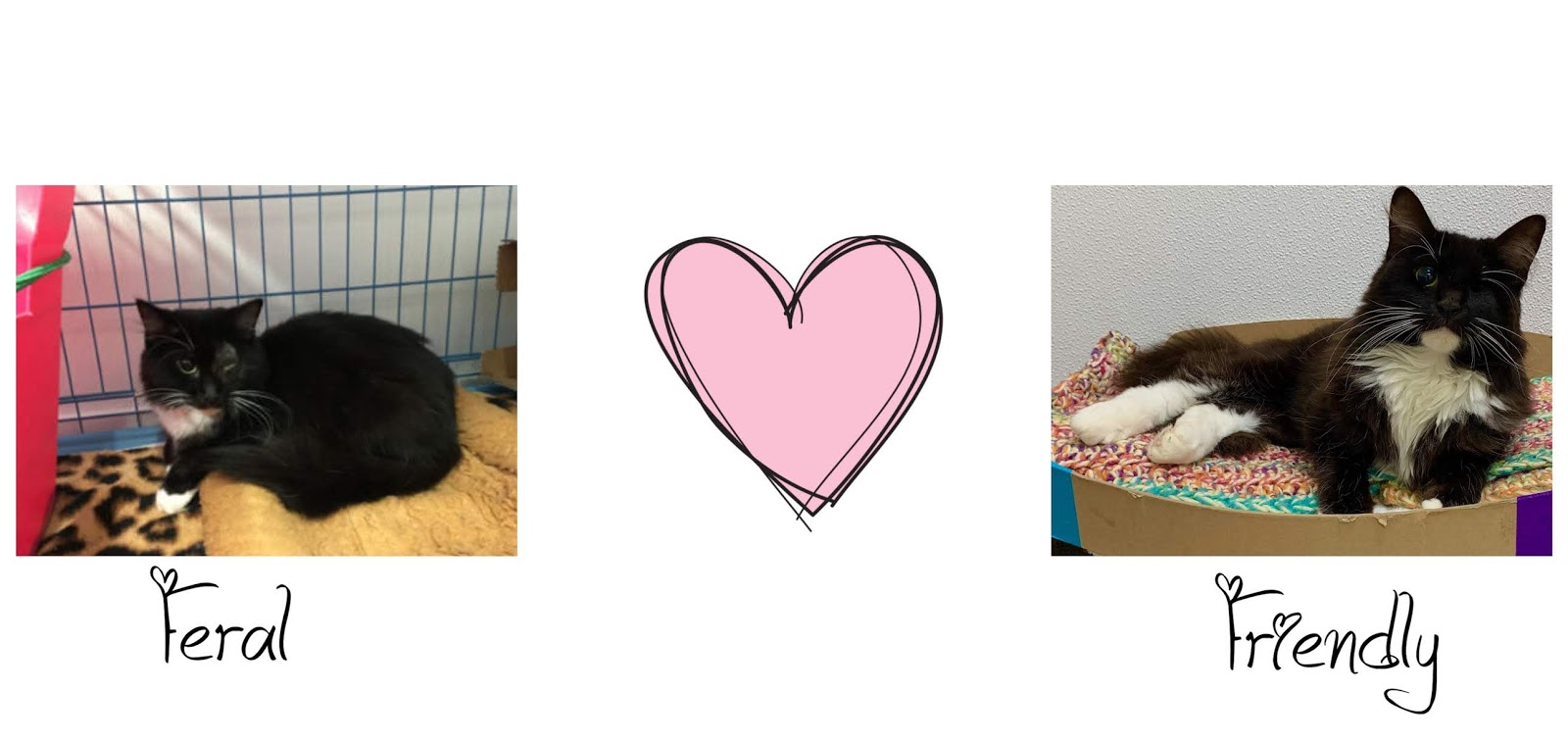 Can a Feral cat a house cat?