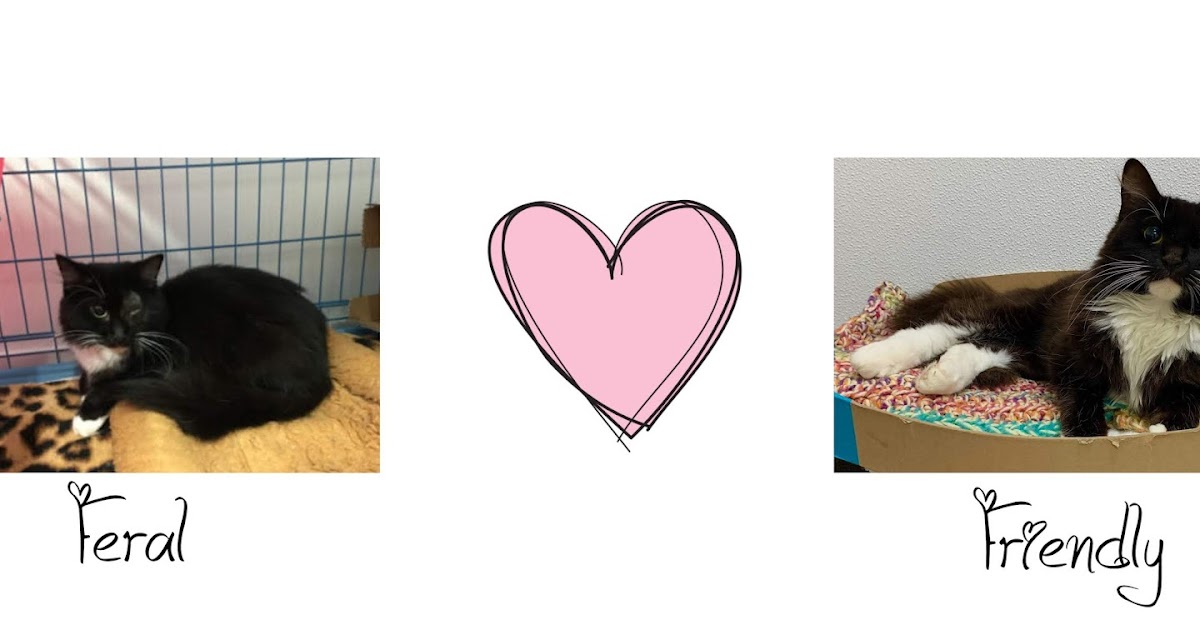 Can a Feral cat a house cat?