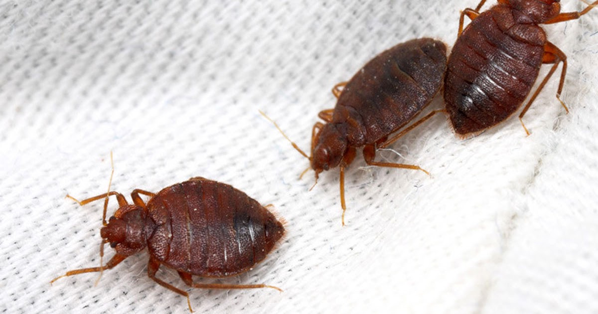 ما هو العث وأين يوجد وأضراره وطرق التخلص منه