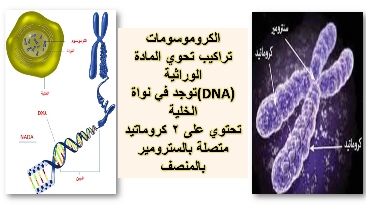 عندما تتضاعف الكروموسومات قبل الانقسام المنصف أو المتساوي تبقى كمية dna داخل النواة كما هي.