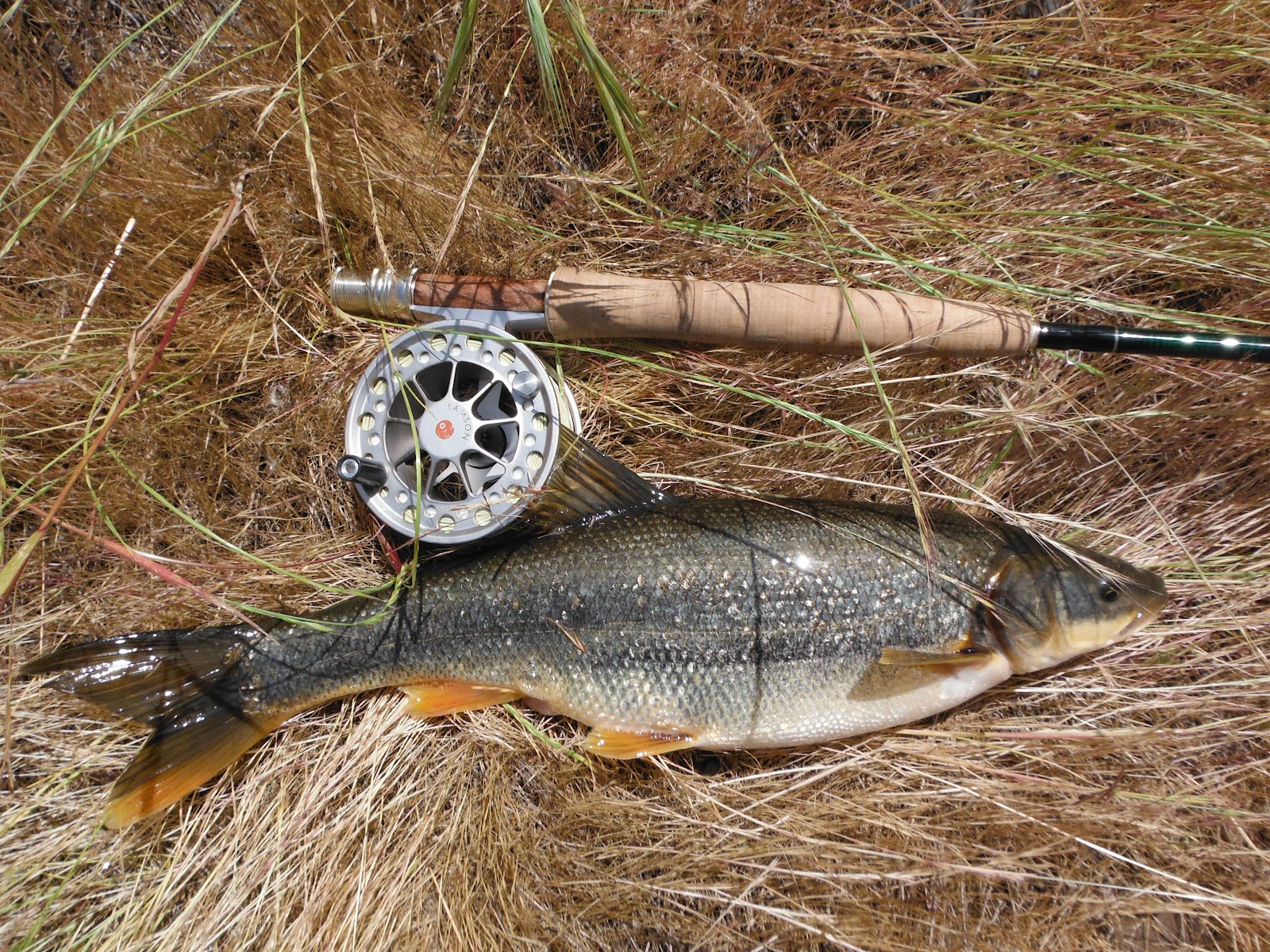Fly Rod Nimrod Touchet, Walla Walla