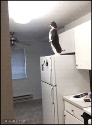 Funny Cat GIF • Penguin cat standing up on top of the fridge spying neighbors!!!! Funny Cat GIF • Penguin cat standing up on top of the fridge spying neighbors!!!!