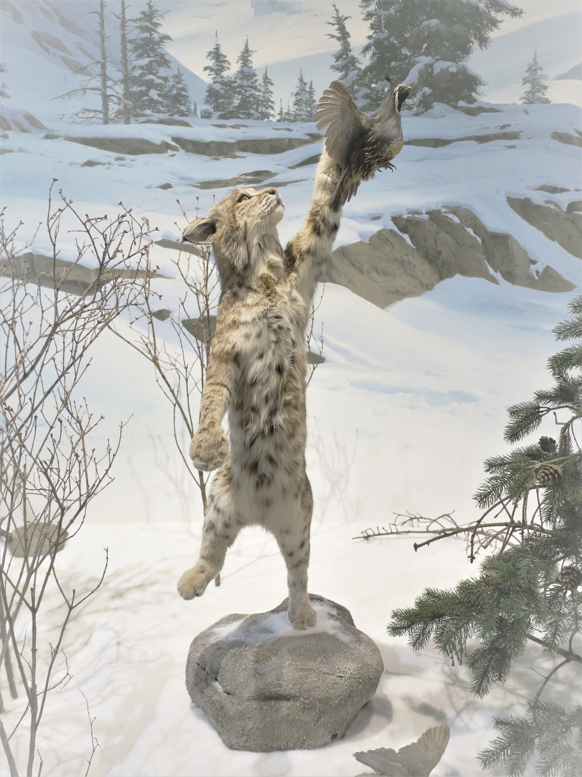 Living Rootless: Tucson, AZ: International Wildlife Museum