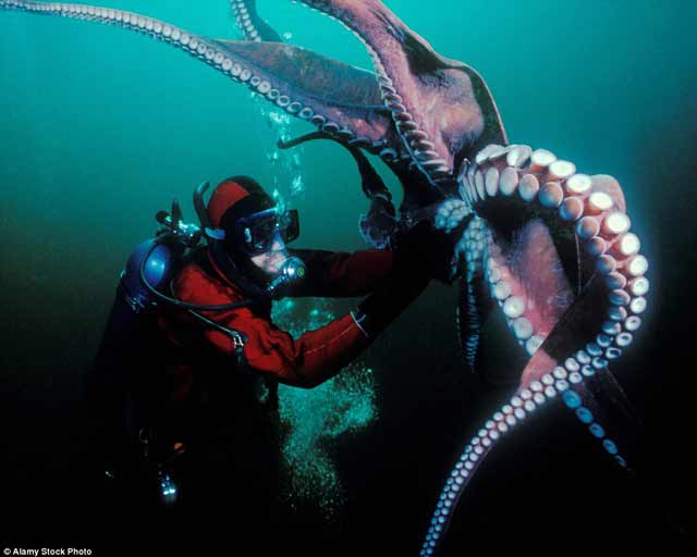 10 Foto Dasar Laut Mengerikan ini Dijamin Membuat Bulu Kuduk Berdiri 10 Foto Dasar Laut Mengerikan ini Dijamin Membuat Bulu Kuduk Berdiri