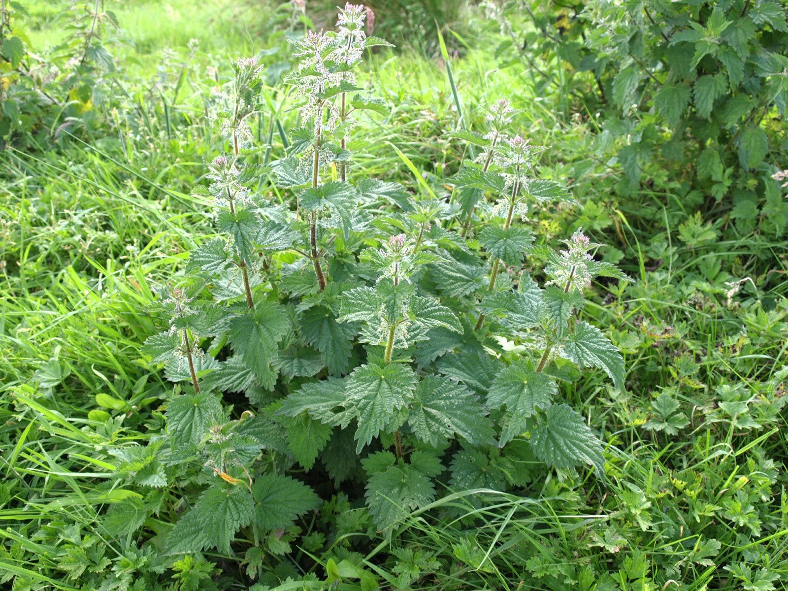 Raw Edible Plants: Stinging nettle (Urtica dioica)