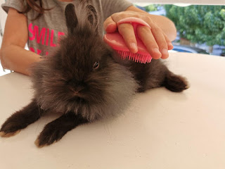 Lionhead Rabbit Brushing Hair