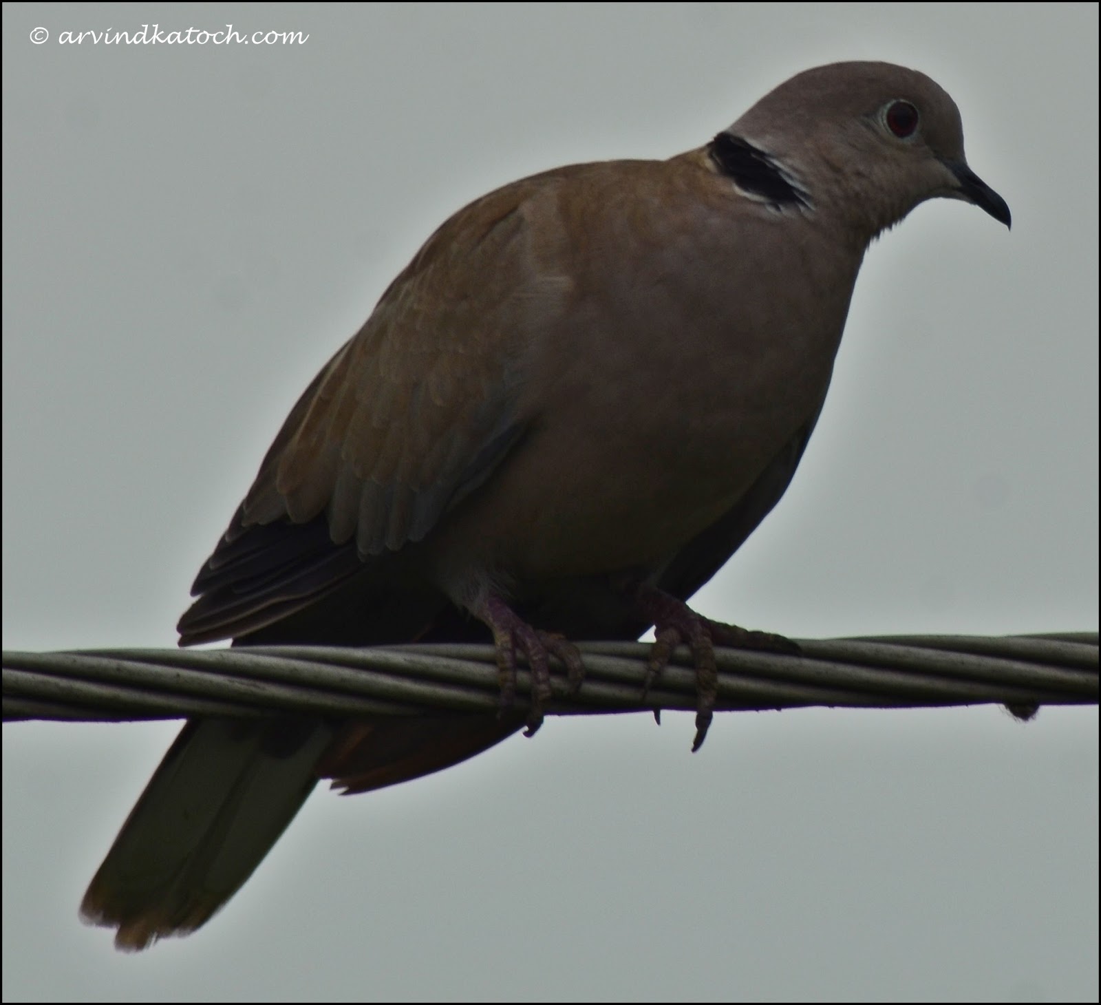 Eurasian CollaredDove or Collared Dove (Streptopelia decapcto