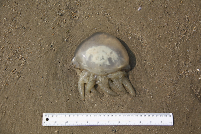 Fossil CSI Comparing a fossil jellyfish found at Solnhofen with