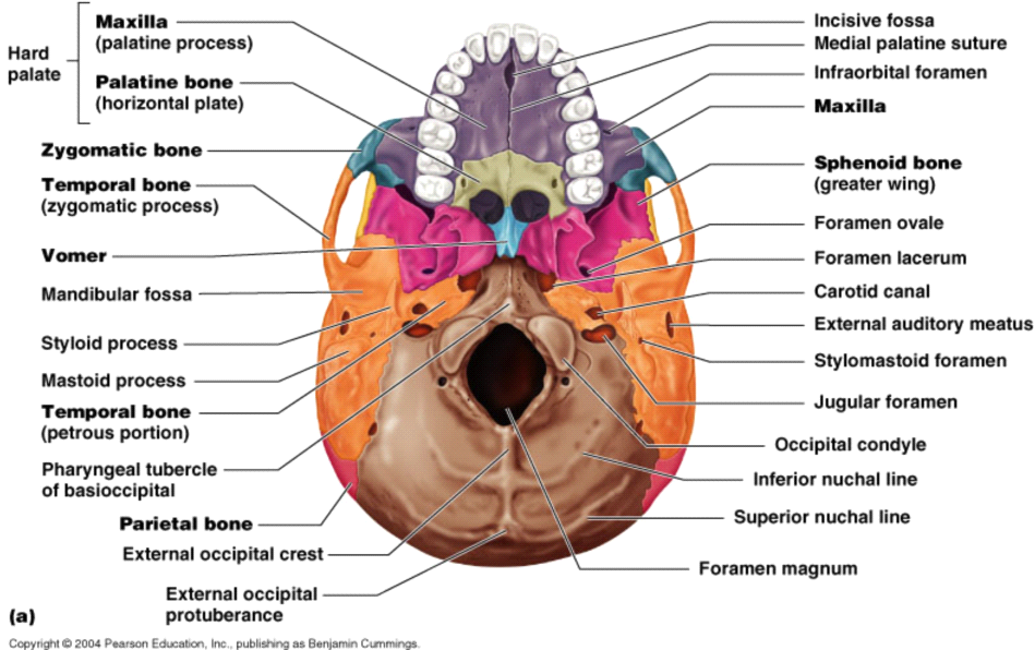 Principles of Human Anatomy and Physiology: CHAPTER 7: Anatomy of Bones