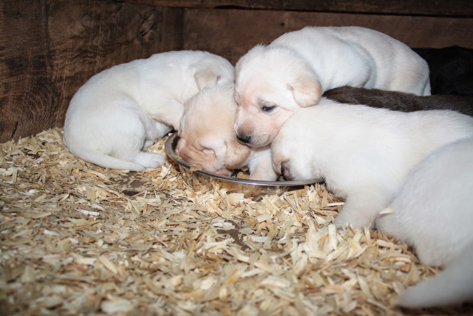 Top of the Hill Labs 3 Weeks Old Puppy Food, Yum!