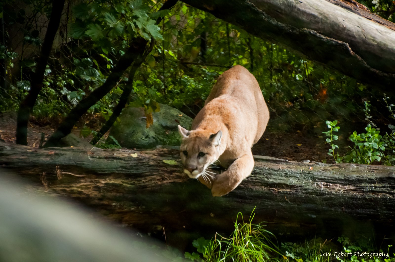 Jake Egbert Photography