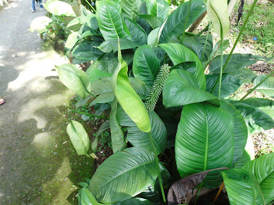 Peace Lily ( Spathiphyllum )