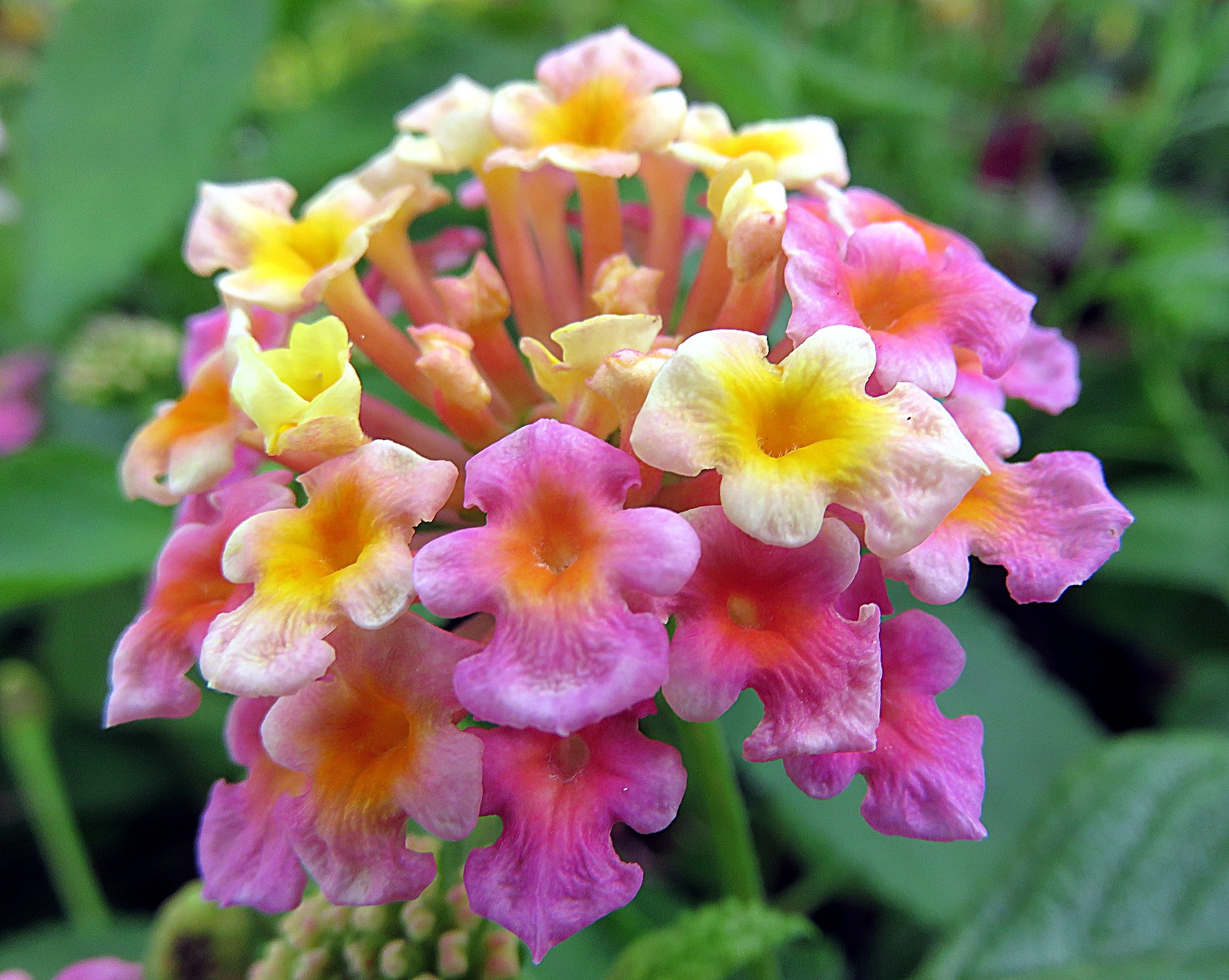 Getting Know As Wild Sage Or Lantana Camara Flowers Citra Respati