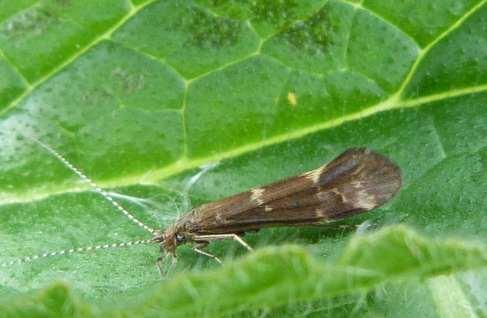 Insects of Scotland Caddisflies