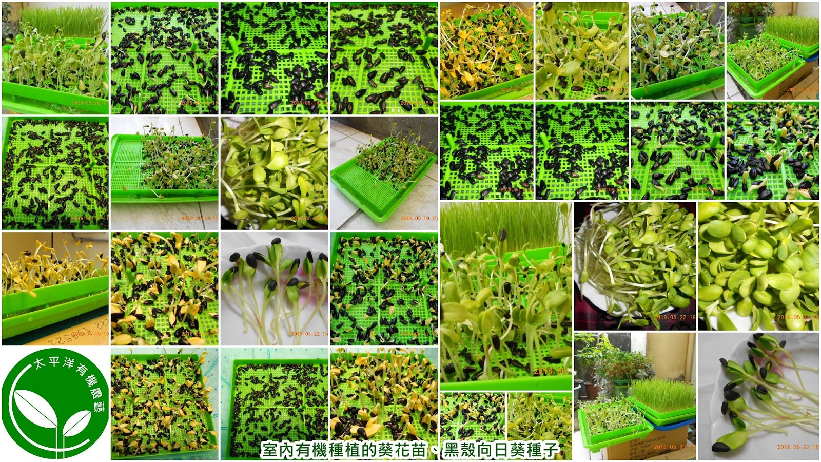 葵花,向日葵發芽,葵花籽,向日葵種植,向日葵,葵花種植,向日葵子,向日葵種子如何栽種,向日葵種子怎麼種,向日葵種子